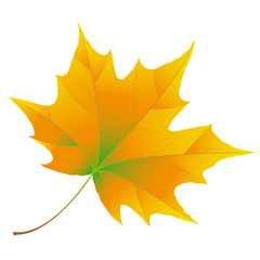 Autumn maple leaf isolated on white background. Orange and green color.
