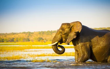 Papier Peint photo Lavable Éléphant Elephant Wading Across Chobe River Botswana