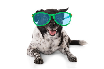 Dog With Sunglasses © Andrey Popov