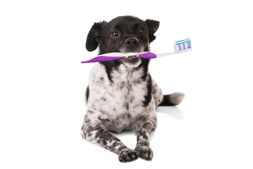 Dog With A Toothbrush