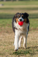 Close view Australian Shepard dog smiling while fetching the ball at park.