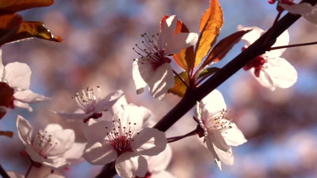 Blooming pink cherry tree branch with red leaves on the wind in slow motion. Shallow dof. 1920x1080
