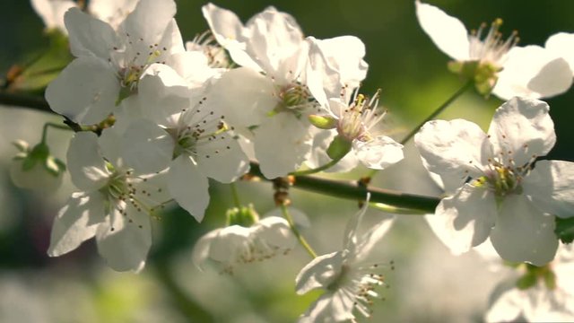 Pan along blooming cherry tree branch on blur green background. Slow motion. Shallow dof. 1920x1080
