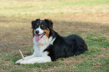 Australian Shepard dog smiling while lying in the grass at park.