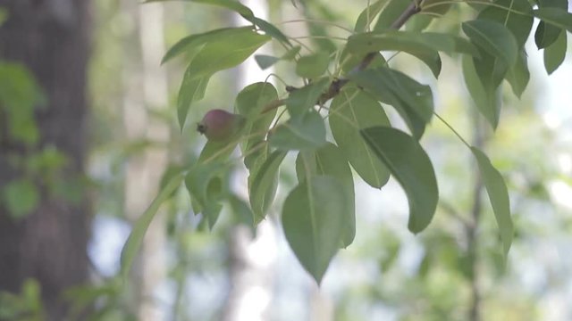 pear unripe hanging from tree