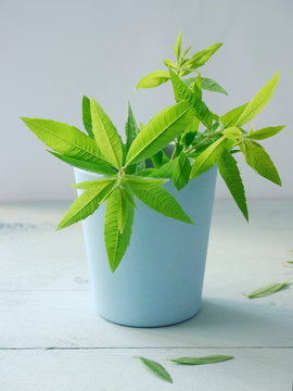 Zitronenverbene - Aloysia citrodora 