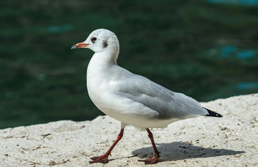 Black-headed Gull, Chroicocephalus ridibundus-photo of young bird walking on the edge with water in background