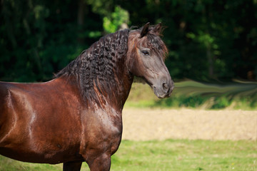 Fototapeta premium Friese