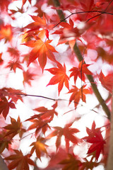Fototapeta premium 秋の風景