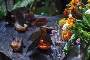 Butterfly insect animal