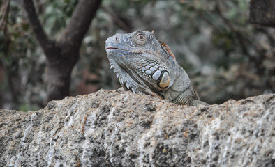 Lizard reptile animal