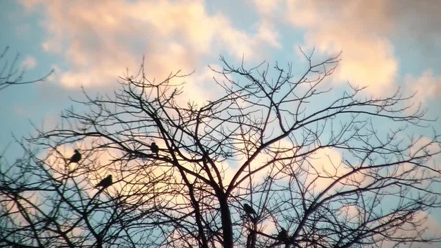 Colorful Sky Behind Black Birds in Dead Tree