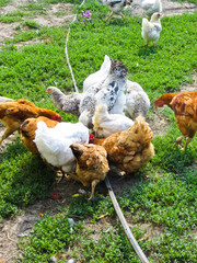 Hens on a farmyard