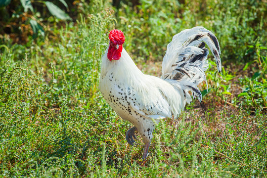 beautiful, young white color feather rooster walks on the farm.