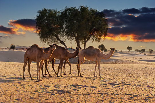 Camels in the desert at sunset
