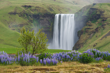 Fototapeta premium Landscape with Skogafoss waterfall, Iceland