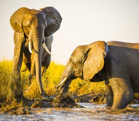 Fototapeta na wymiar Elephants Playing In Mud