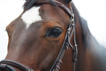 An eye of a dark brown horse