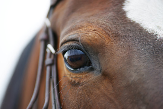 An eye of a dark brown horse
