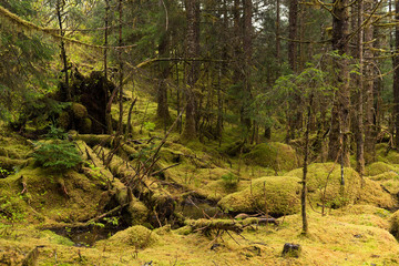 Fallen Trees in the Rain Forest