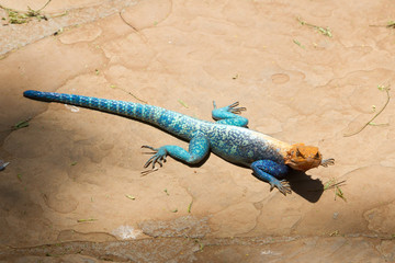 Colorful Agama , Masai Mara, Kenya