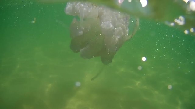 Jellyfish (Rhizostoma pulmo) swims under the base of the Black Sea (Ukraine), shooting under the water and hearth