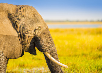 Smiling Elephant Africa Background