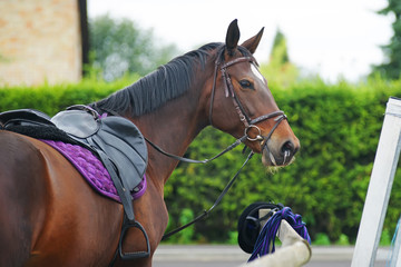 The portrait of a dark brown horse staying outdoors with a saddle and bridle