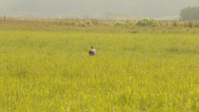 Dog hunting in search of prey. Kurzhaar Drathaar in the marsh hunts.