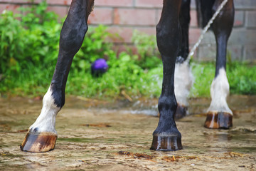 Wet dark brown horse legs being washed with a water after the training outdoors