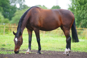 Dark brown horse staying outdoors on a pasture and eating green grass at summer