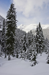 Glacier National Park, Canada. Winter landscape.