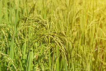 Young spike ear of jasmine rice in plantation paddy green field in the morning.