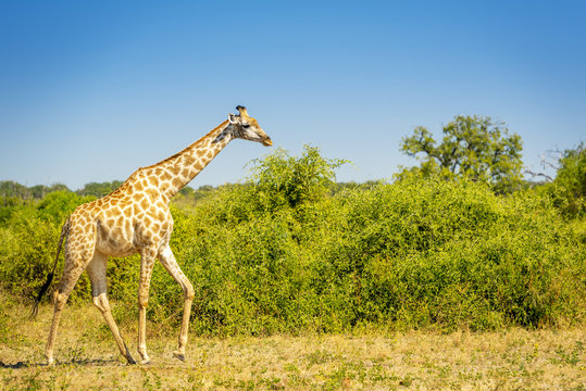 Wild Giraffe In Africa