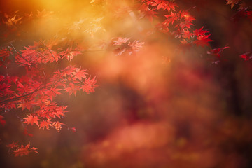 Abstract autumn forest