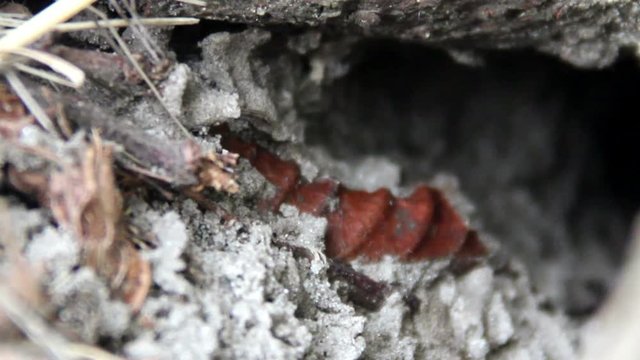 entrance to the nest of wasps (Vespula vulgaris) in the roots of tree