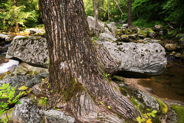 Tree is very fused with a big rock by