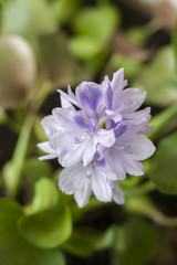 Single Bloom of Water hyacinth flower