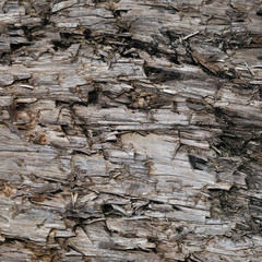 Natural Weathered Grey Taupe Brown Cut Tree Stump Texture, Large Horizontal Detailed Wounded Damaged Vandalized Gray Lumber Background Wood Macro Closeup, Dark Black Textured Cracked Wooden Pattern