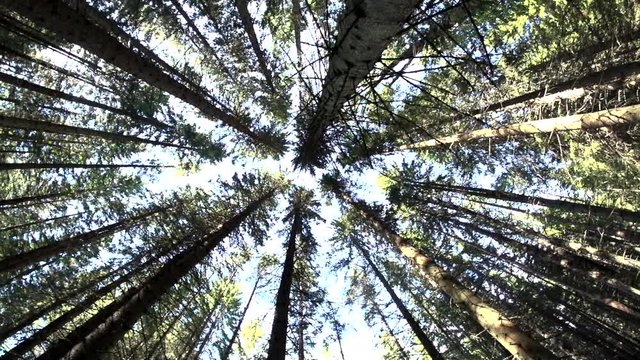 swedish forest in summer - sweden