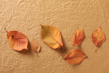 紅葉した落葉
