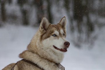 Husky im Winter III