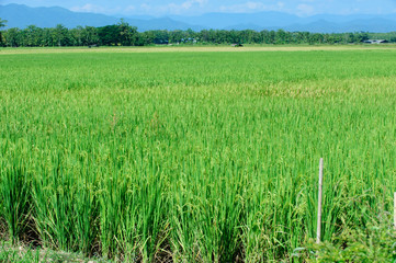 Beautiful green rice paddy field. Rice terrace, thailand