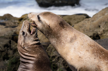Two Sea Lions play on a southern California beach