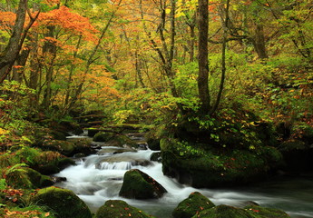 Obraz premium 奥入瀬渓流の紅葉