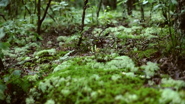 Pan up from moss growing on rocks to reveal forest undergrowth with trees and leaves.
