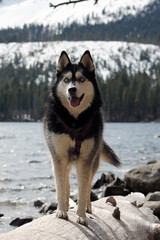 Husky on Log/Siberian Husky dog standing on a log near a lake in winter, during obedience training