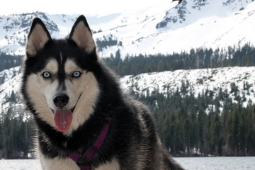 Husky Offset/Close up of a happy Siberian Husky face with snowy mountains and trees behind.