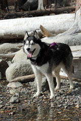 Husky on Rocky Beach Vertical/Siberian husky dog standing on a rocky shore.