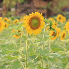 Obraz premium sunflower